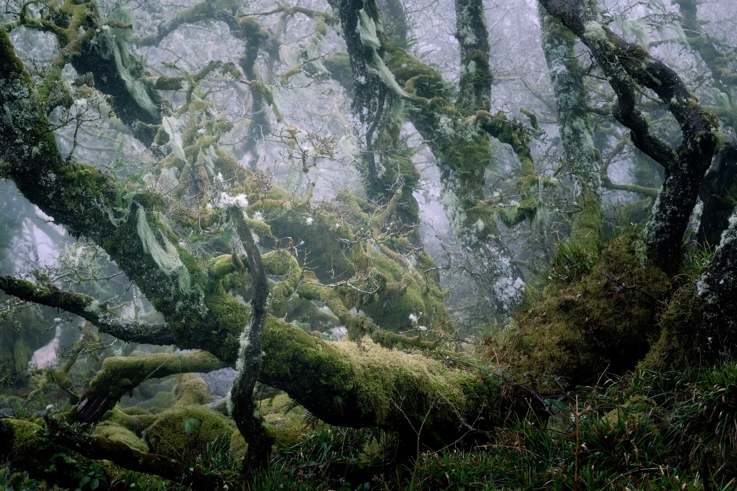 Cradle