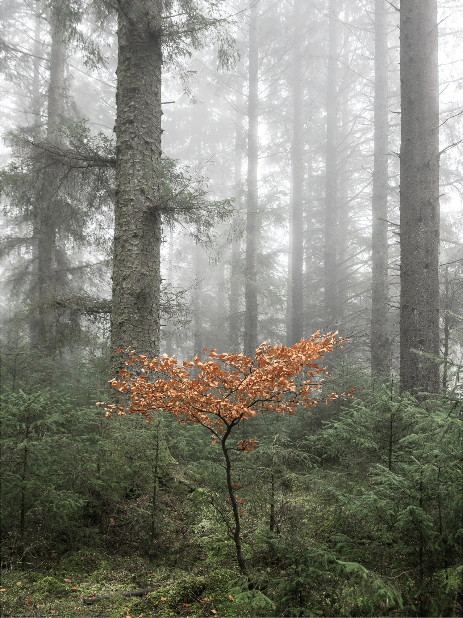 Autumn - Woodland