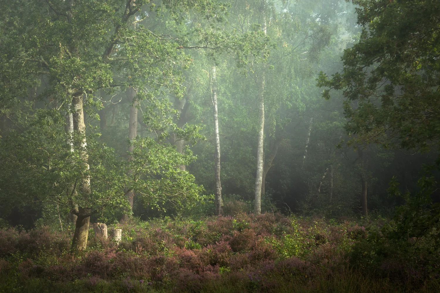 foggy morning 138-Edit-Edit-Edit.jpg