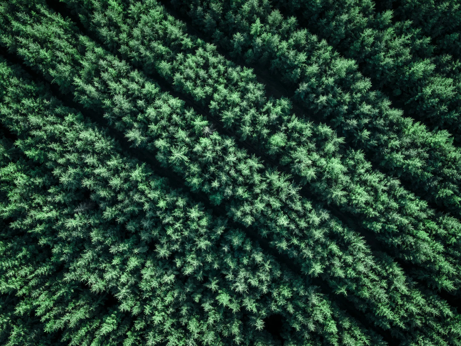 Green Stripes
